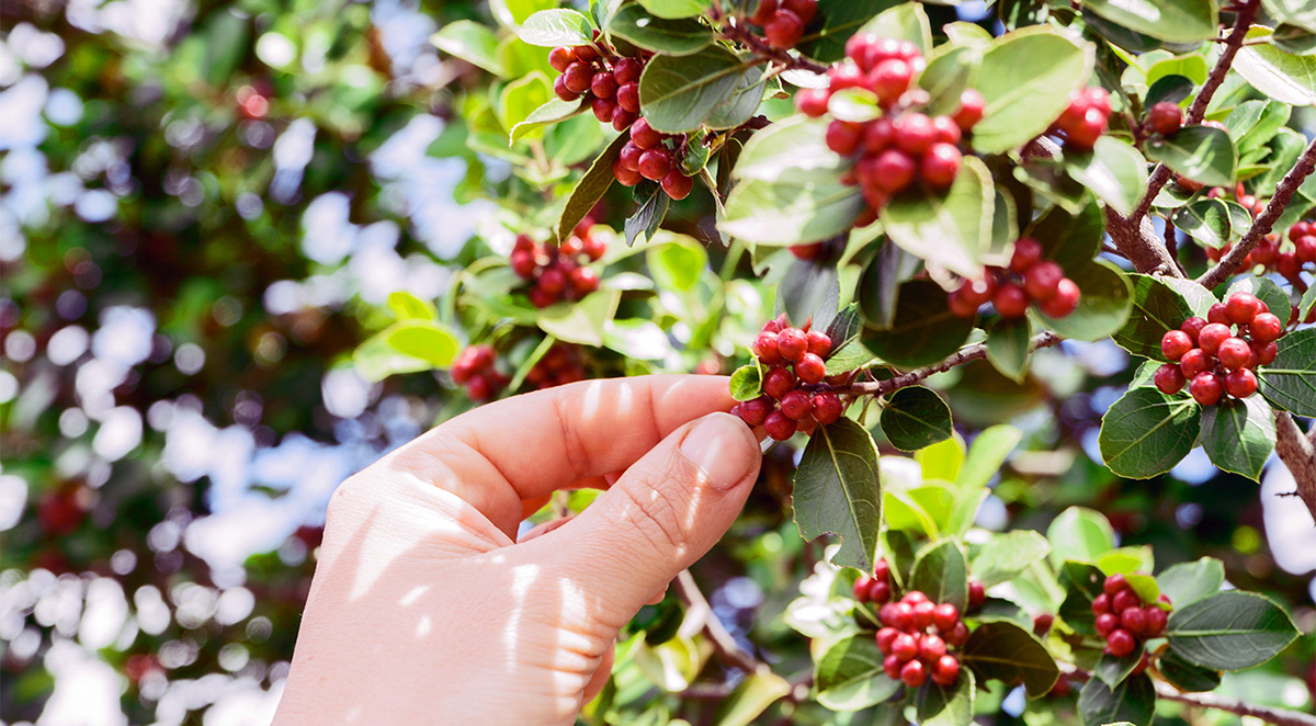 Foto de <p>El Cabildo entrega 5.000 cafetos para aumentar la superficie de producción de este histórico cultivo en Agaete</p>
